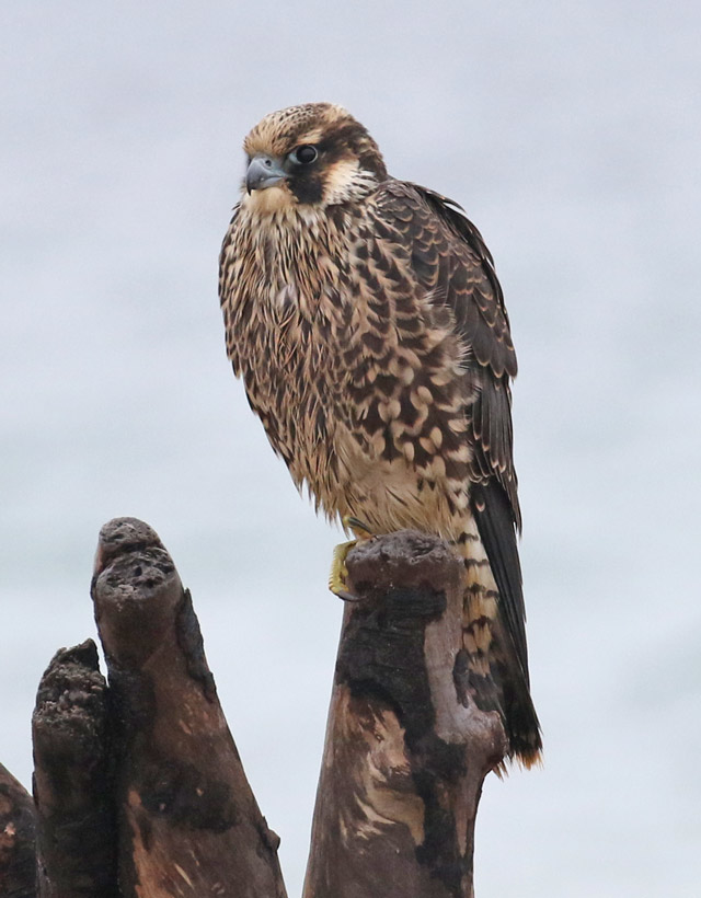 Peregrine Falcon (juvenile Tundra form)