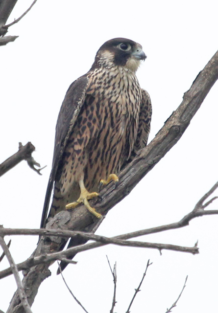 Peregrine Falcon photo #1