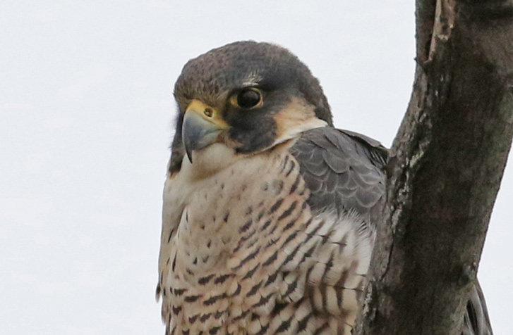Peregrine Falcon (adult)