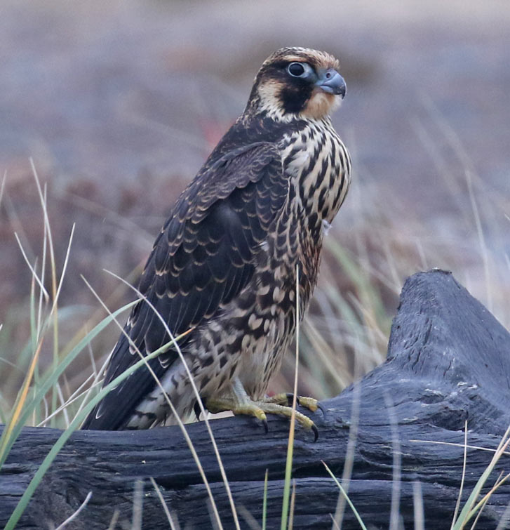 Peregrine Falcon (juvenile Tundra form)