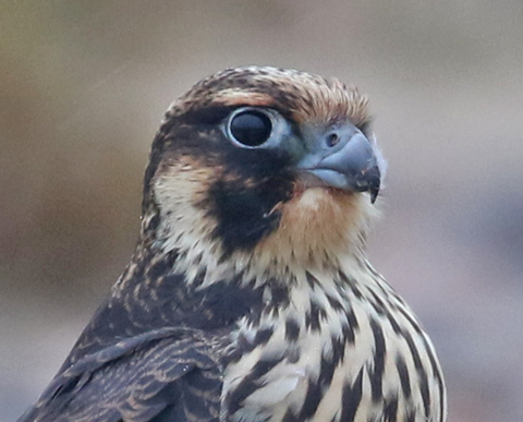 Peregrine Falcon (juvenile Tundra form)