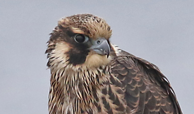 Peregrine Falcon (juvenile Tundra form)