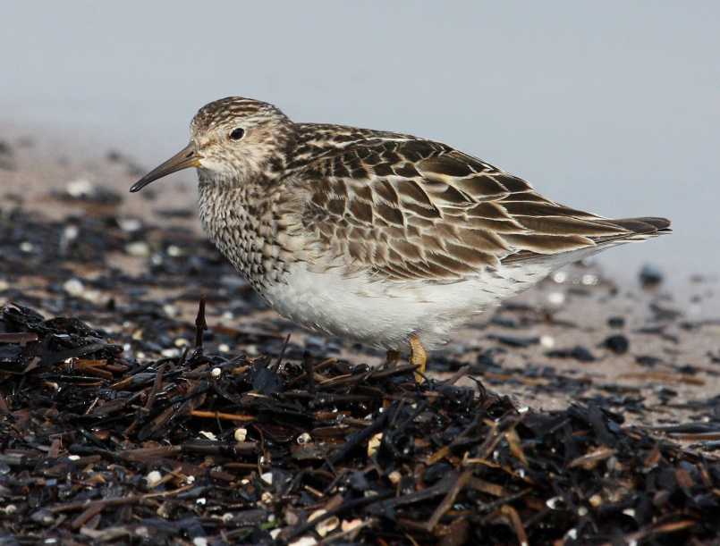 Pectoral Sandpiper (fall adult)
