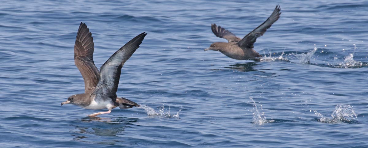 Pink-footed Shearwater