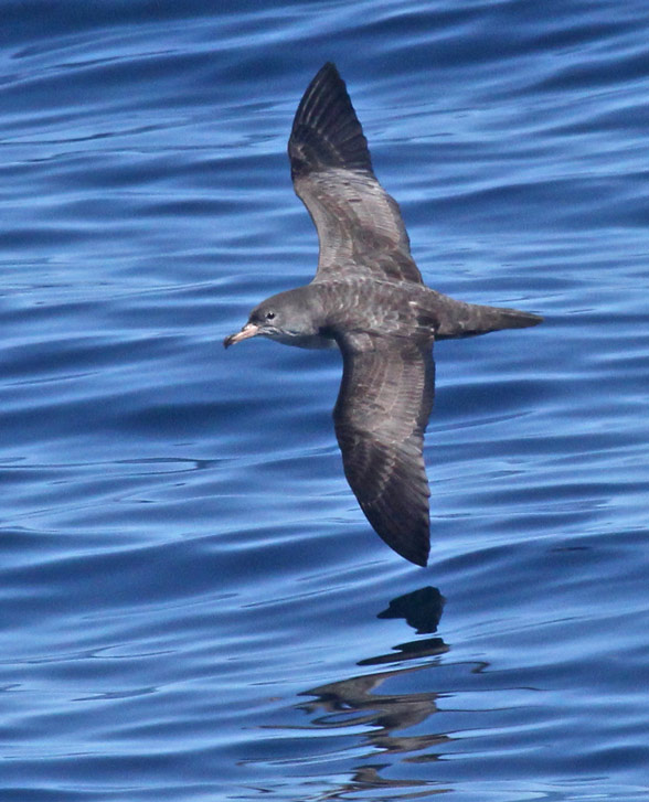 Pink-footed Shearwater