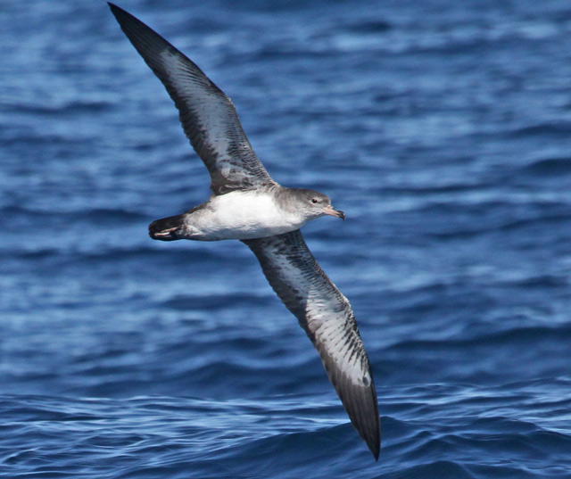 Pink-footed Shearwater