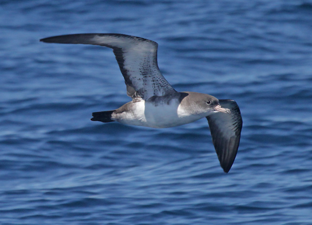 Pink-footed Shearwater