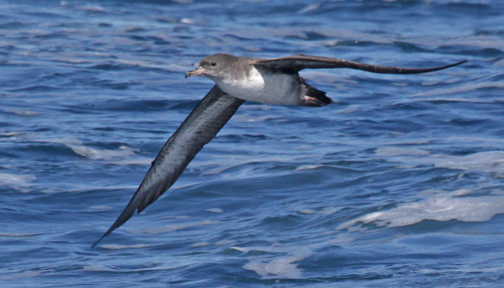 Pink-footed Shearwater