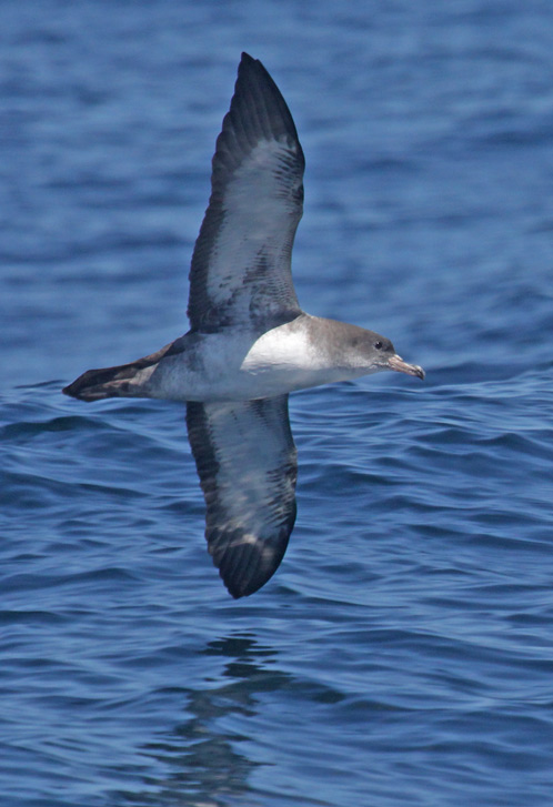 Pink-footed Shearwater