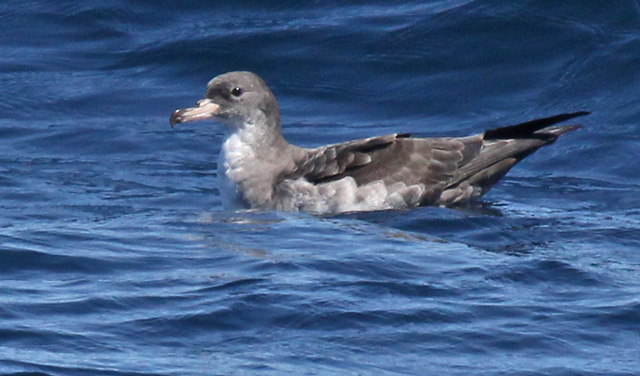 Pink-footed Shearwater