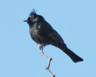 Phainopepla (male)