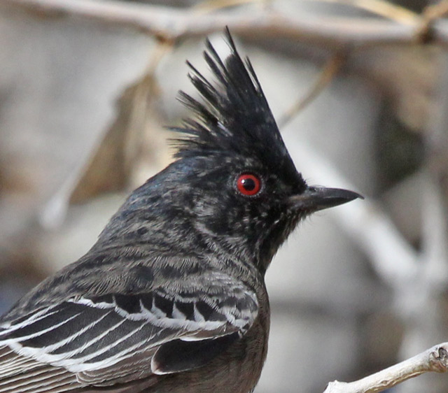 Phainopepla (female)
