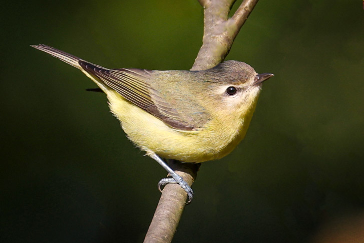 Philadelphia Vireo photo #5