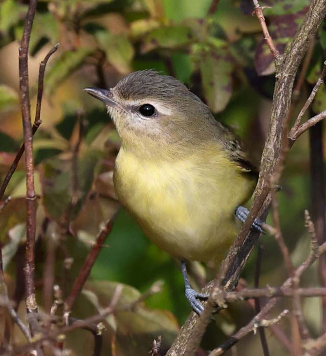 Philadelphia Vireo photo #6