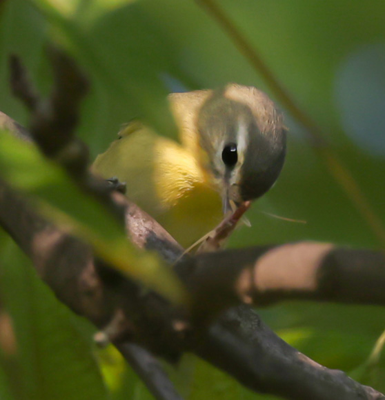 Philadelphia Vireo photo #9