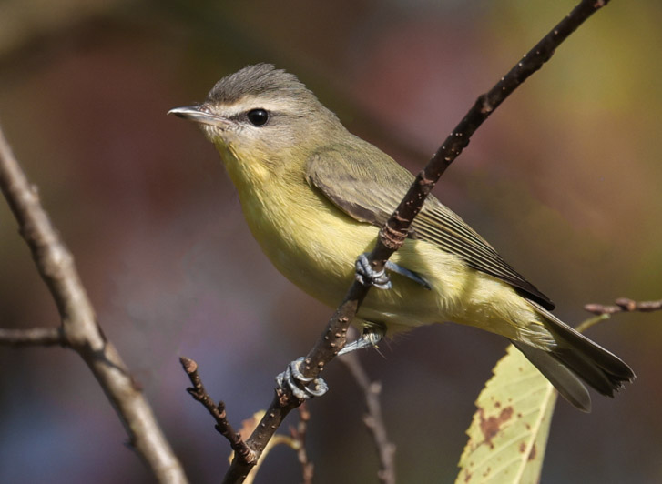 Philadelphia Vireo photo #1