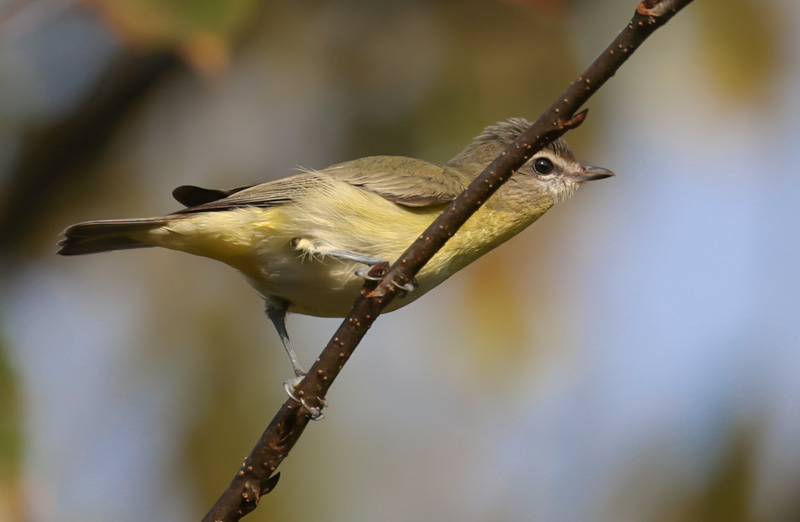 Philadelphia Vireo photo #4