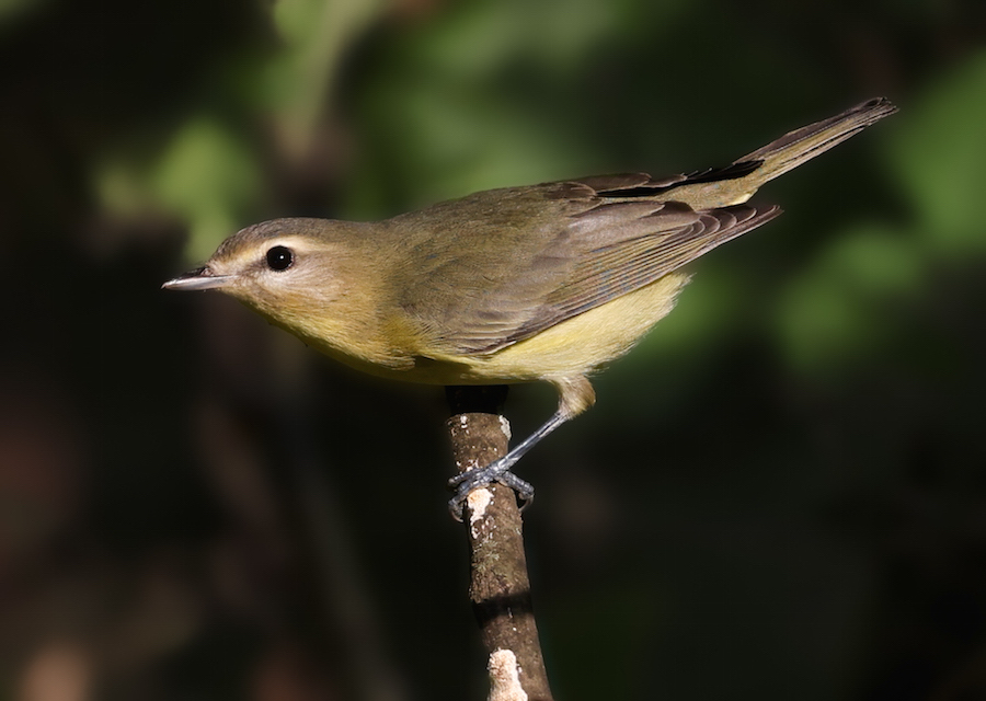 Philadelphia Vireo photo #10