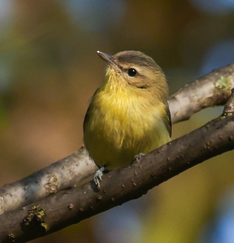 Philadelphia Vireo photo #7