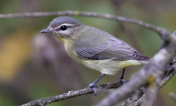 Philadelphia Vireo photo #8