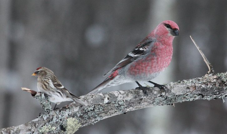 Pine Grosbeak photo #3