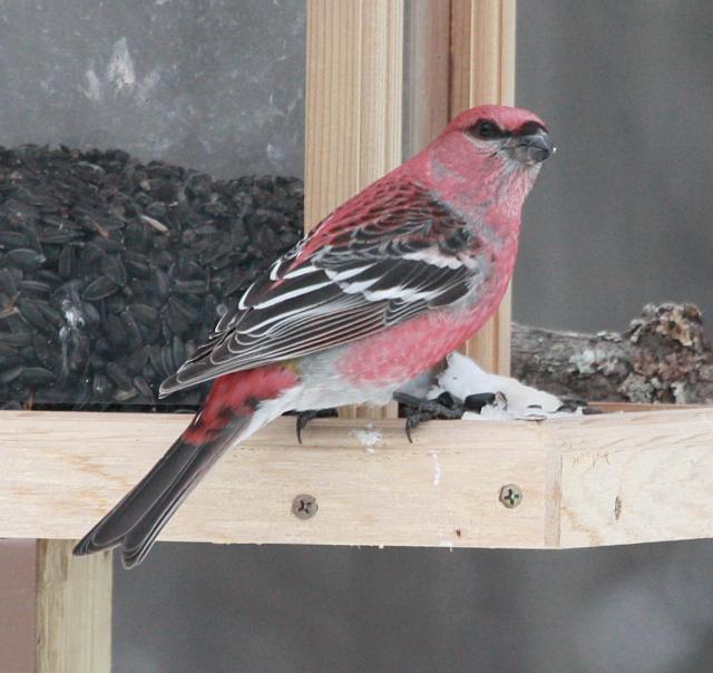 Pine Grosbeak photo #1