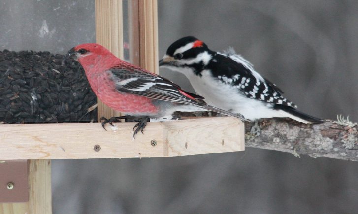 Pine Grosbeak photo #4