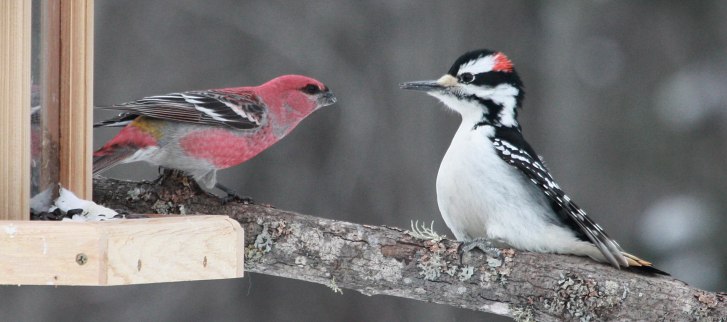 Pine Grosbeak photo #5