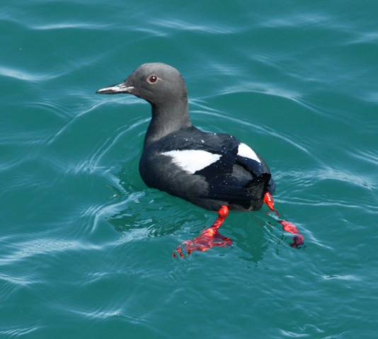 Pigeon Guillemot (breeding adult) photo #1