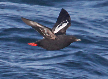 Pigeon Guillemot (breeding adult) photo #5