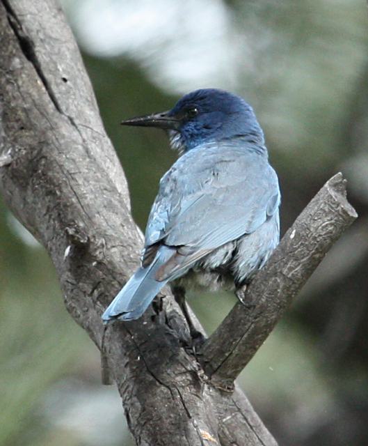 Pinyon Jay photo #1