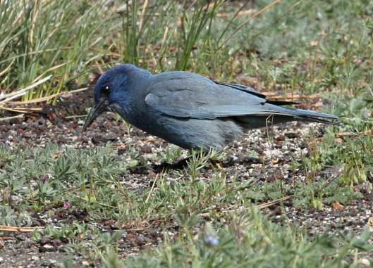 Pinyon Jay photo #2