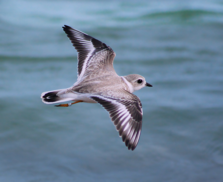 Piping Plover