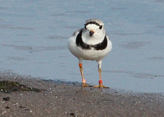 Piping Plover