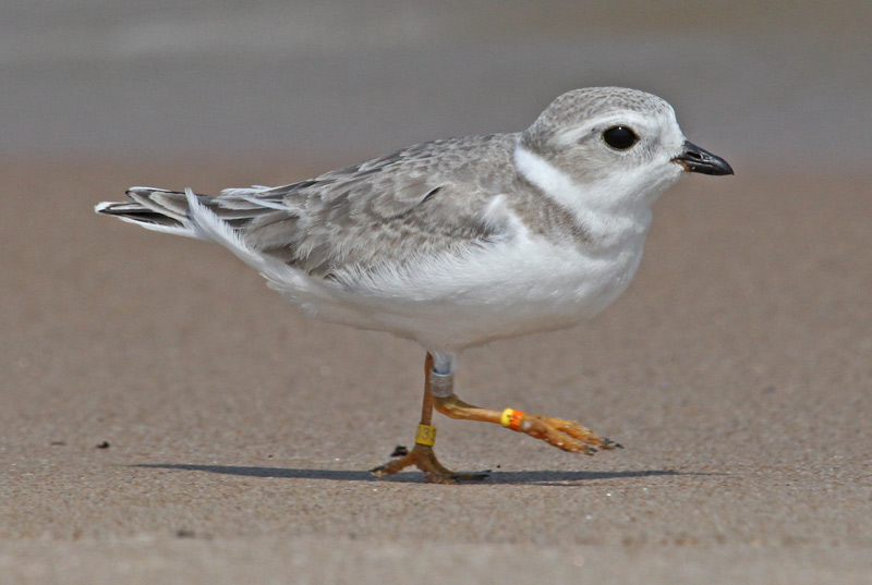 Piping Plover