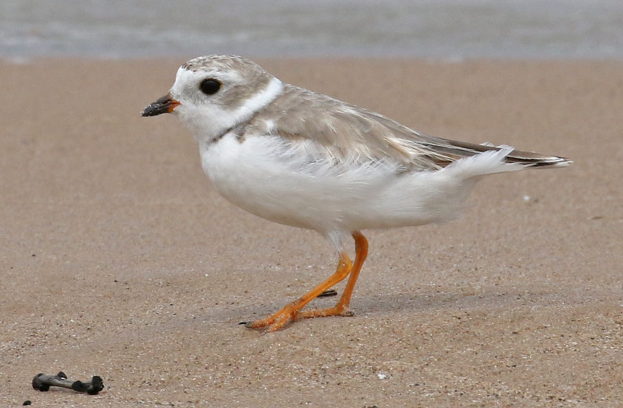 Piping Plover