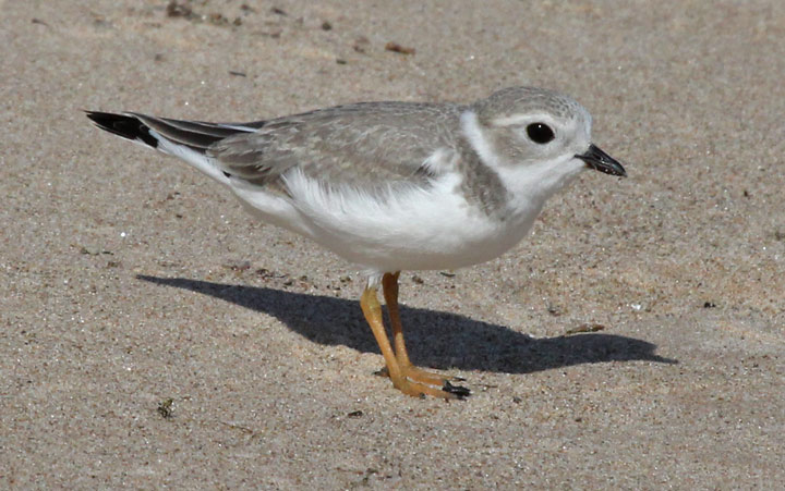 Piping Plover