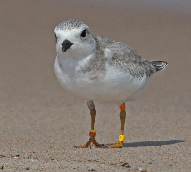 Piping Plover