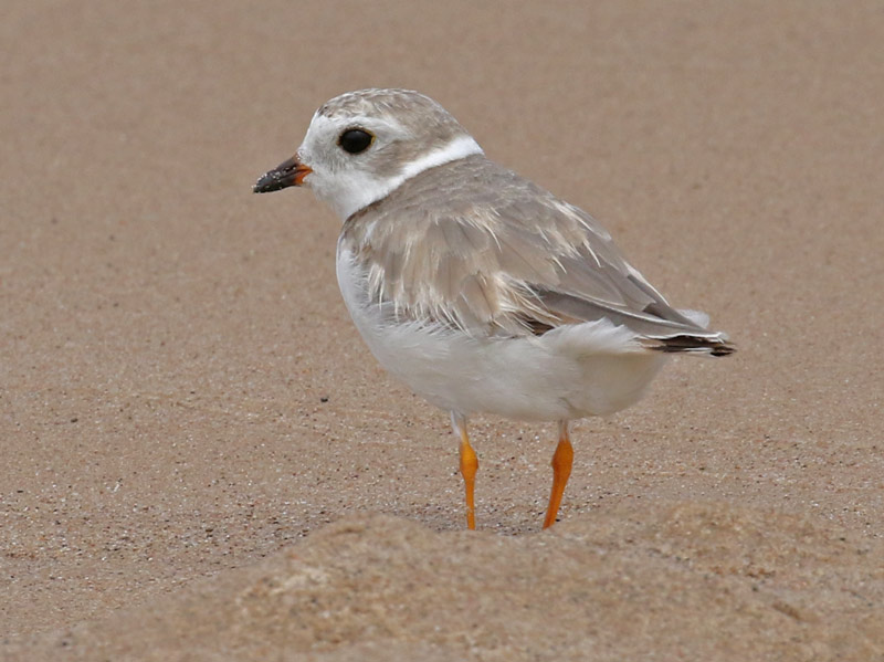 Piping Plover