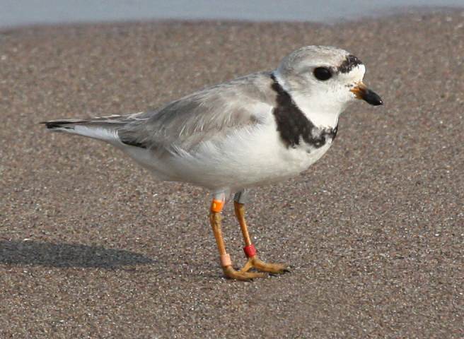 Piping Plover