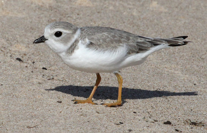 Piping Plover