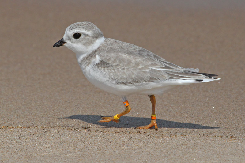 Piping Plover