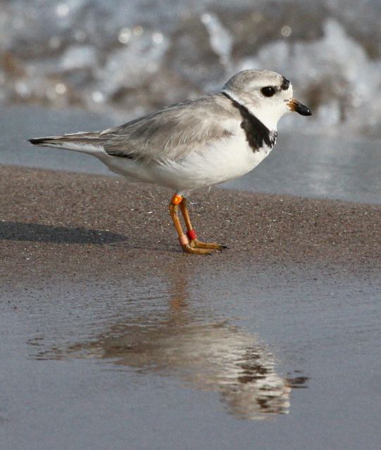 Piping Plover