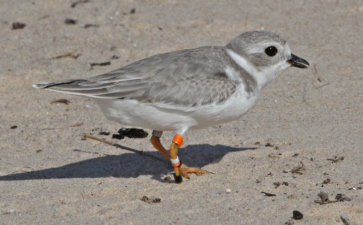 Piping Plover