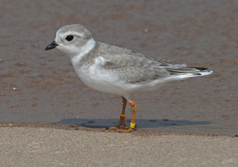 Piping Plover