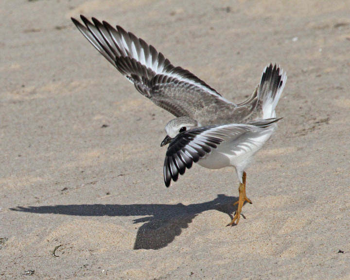 Piping Plover