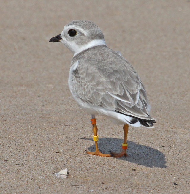 Piping Plover