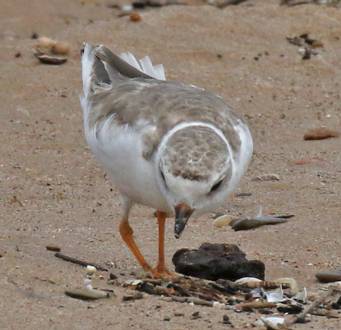 Piping Plover