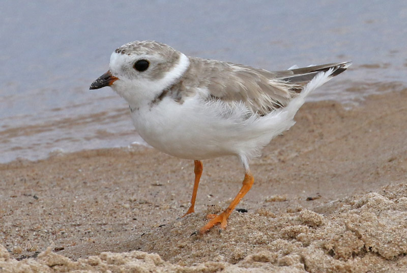 Piping Plover