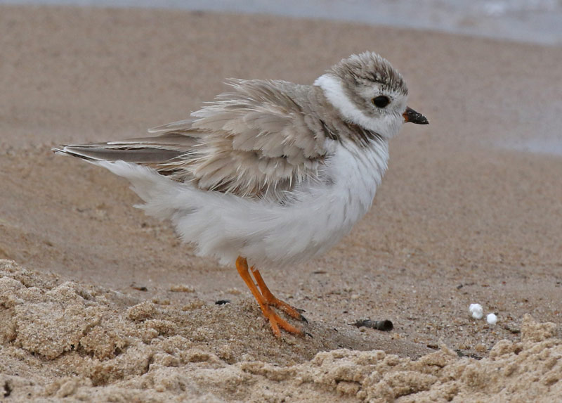 Piping Plover